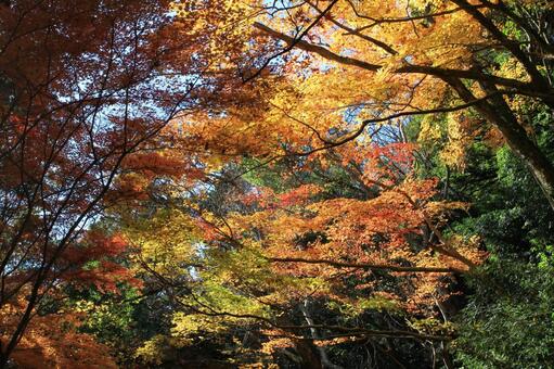 もみじ（三色） 秋,自然,背景の写真素材