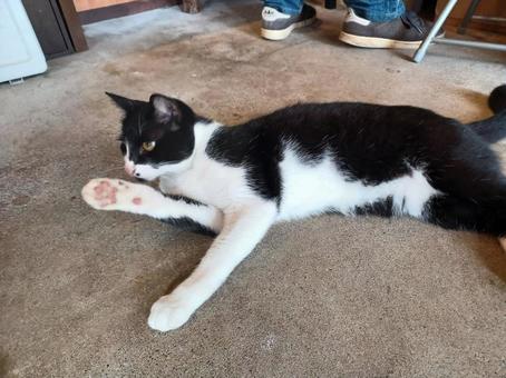 猫 猫の写真