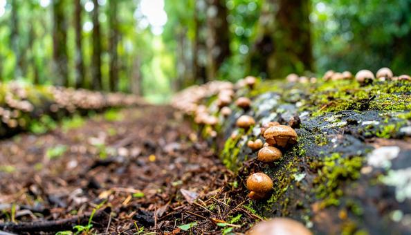 原木椎茸の栽培風景 原木椎茸の栽培風景の写真