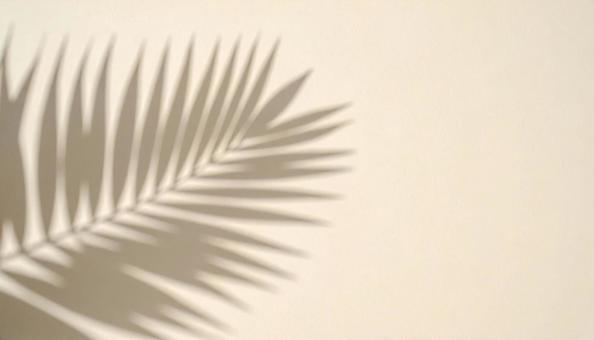 ヤシの木の葉っぱの壁紙 ヤシの木の葉っぱの壁紙の写真