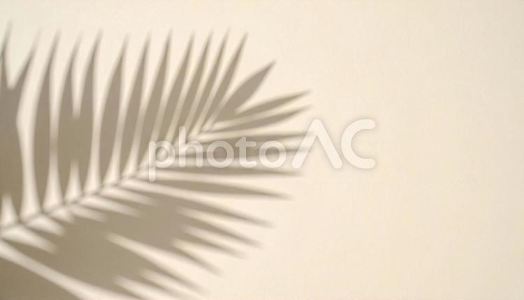ヤシの木の葉っぱの壁紙 夏,おしゃれ,テクスチャの写真素材