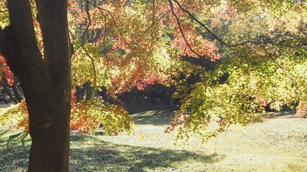 紅葉 紅葉の写真
