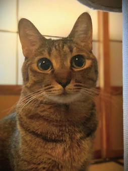 猫 猫の写真