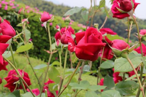 バラ園にて赤い薔薇を撮った写真です バラ園にて赤い薔薇を撮った写真ですの写真