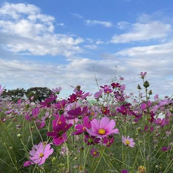 コスモス乱舞 コスモス乱舞 コスモス,自然,晴れの写真素材