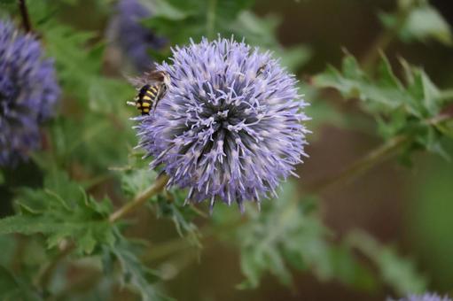 蜂とルリタマアザミの花のアップ 蜂とルリタマアザミの花のアップの写真