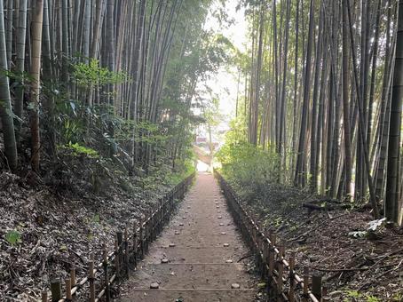 佐倉／ひよどり坂の竹林 ひよどり坂,竹林,竹の写真素材