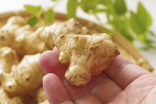 健康と美容に嬉しいスーパーフード菊芋 菊芋,根菜,スーパーフードの写真素材