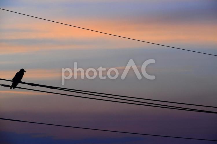 夕暮れと電線にのるカラス カラス,鳥,生き物の写真素材