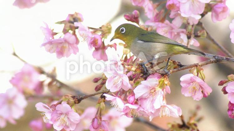花とメジロ-17 メジロ,カワヅザクラ,早咲き桜の写真素材