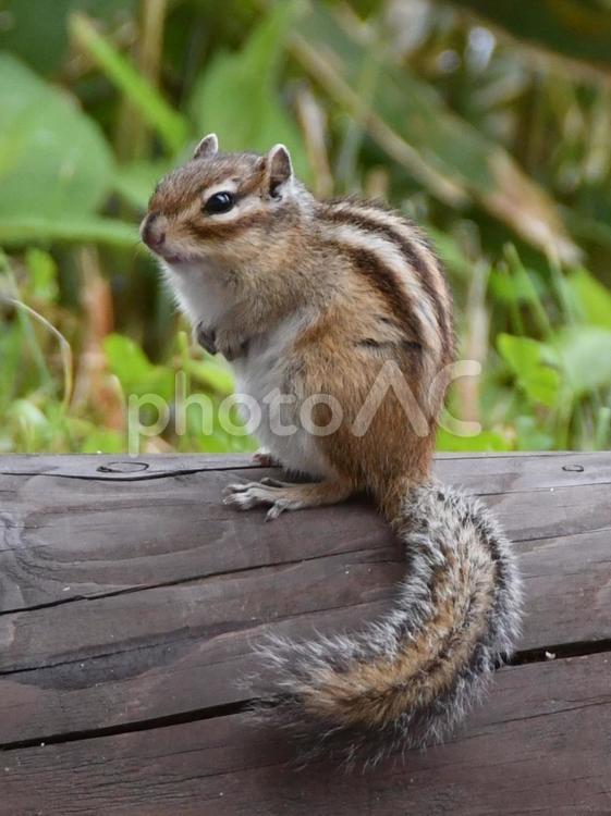 ふっさふさ 動物,生き物,小動物の写真素材