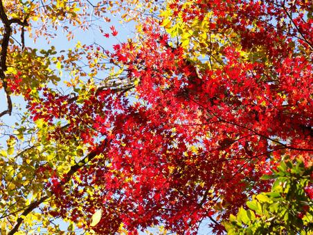 紅葉が色づく秋の樹木と青空 紅葉,秋,もみじの写真素材