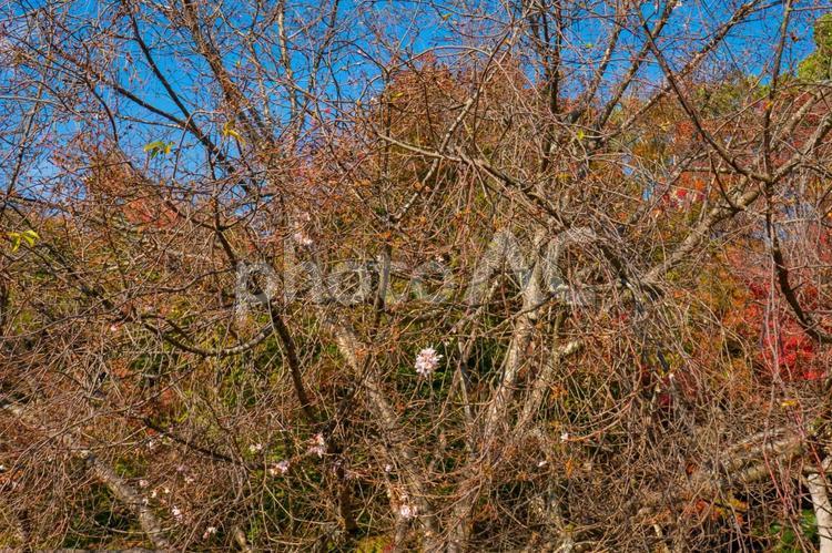 秋イメージの背景素材 赤色,もみじ,植物の写真素材