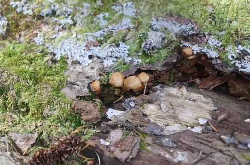 森のきのこ きのこ,キノコ,茸の写真素材