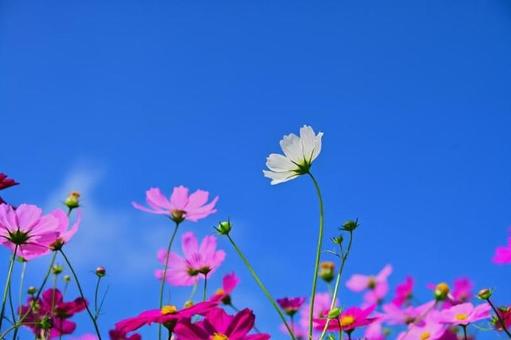 コスモスと秋の空の写真