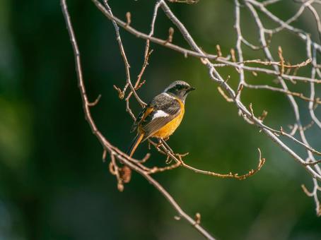 照片, 黄尾鸲, 乔比奥, 雄性daurian redstart, 