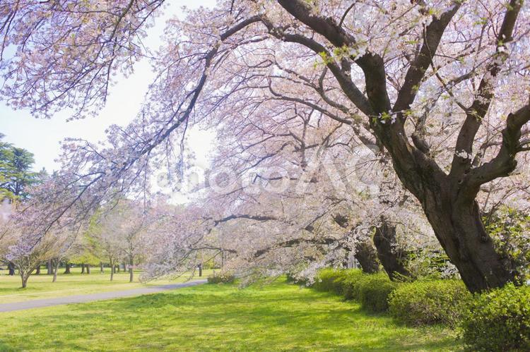 背景　桜の公園 背景,桜,花の写真素材