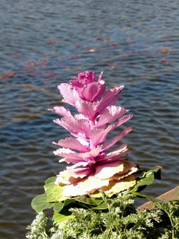 公園の池の前に咲くハボタン 公園の池の前に咲くハボタン ハボタン,花,植物の写真素材