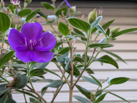 シコンノボタンの写真