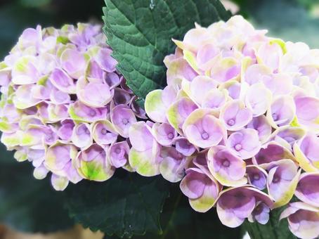 紫陽花 ピンク5 紫陽花 ピンク5の写真
