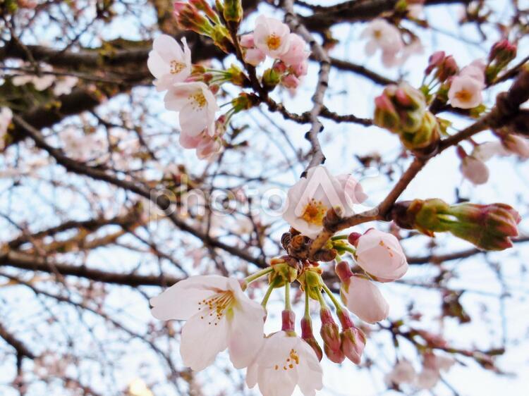 桜が咲いたよ！10 きれい,綺麗,キレイの写真素材