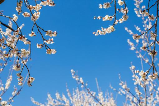 青空に映える満開の白梅 梅,迎春,梅の花の写真素材