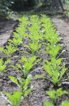 春菊の苗 春菊の苗 春菊,シュンギク,苗の写真素材