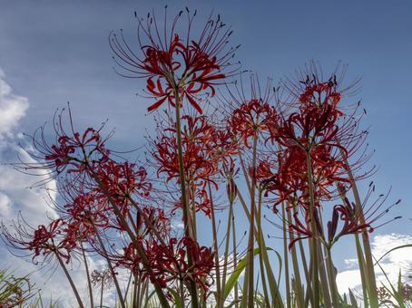 The red spider lilies stretching into the sky, JPG