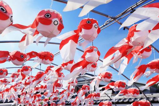 金魚ちょうちん祭り 金魚ちょうちん祭り 金魚ちょうちん祭り,柳井金魚ちょうちん祭り,金魚ちょうちんの写真素材