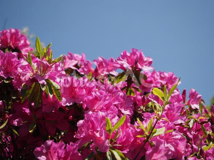 つつじの花と青空 春,つつじ,ツツジの写真素材
