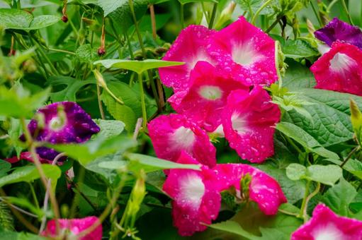 自生するアサガオ⑷ 自生するアサガオ⑷ 花,アサガオ,植物の写真素材
