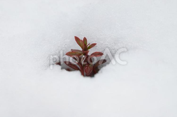 雪から顔を出すツツジの枝 雪,ツツジ,雪どけの写真素材