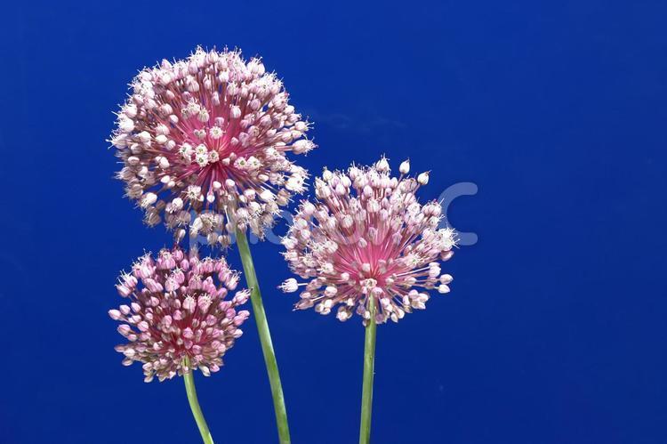 セイヨウネギ坊主 植物,ネギ,ネギ坊主の写真素材