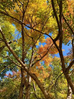 青空と紅葉 木,背景,庭の写真素材