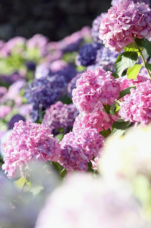 和歌山城のアジサイ あじさい,アジサイ,紫陽花の写真素材