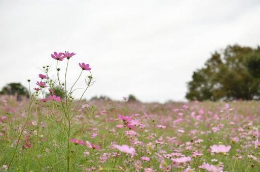 コスモス コスモス コスモス,花,植物の写真素材
