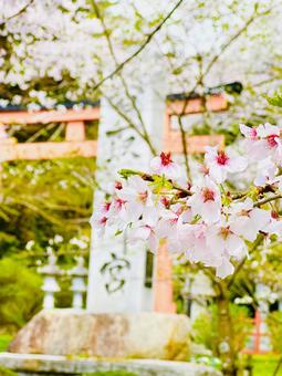 桜 桜の写真