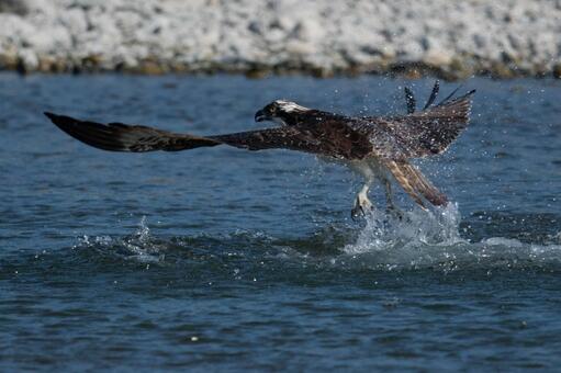 Dive of the Osprey Dive of the Osprey