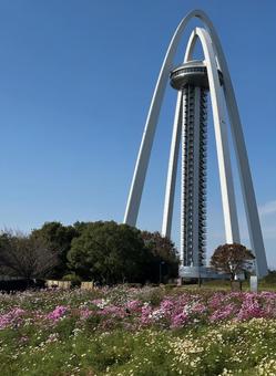 コスモス畑とツインタワ−138 コスモス,コスモス畑,花壇の写真素材