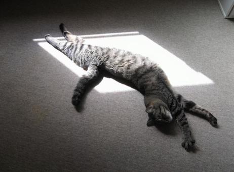 猫（キジトラ）の写真