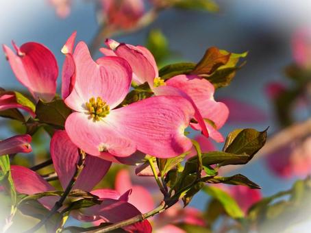 ピンクの花 ピンクの花の写真