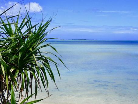 沖縄の海 沖縄の海,八重山,アダンの写真素材