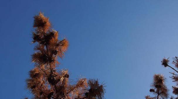 真っ青な空に映える松ぼっくり 真っ青な空に映える松ぼっくり 秋,10月,11月の写真素材