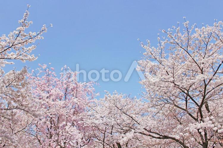 白とピンクの桜2 桜,ピンク,白の写真素材