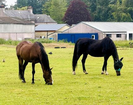 スコットランドの馬 スコットランドの馬の写真