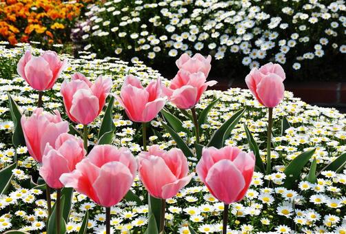 かわいいピンク色のチューリップ かわいいピンク色のチューリップ,植物,チューリップの写真素材