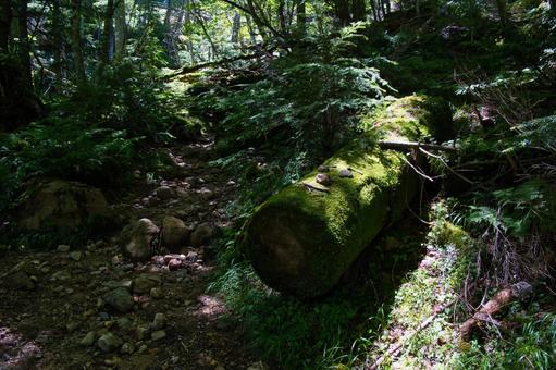 八ヶ岳の森の風景 八ヶ岳の森の風景 八ヶ岳,森林,森の写真素材