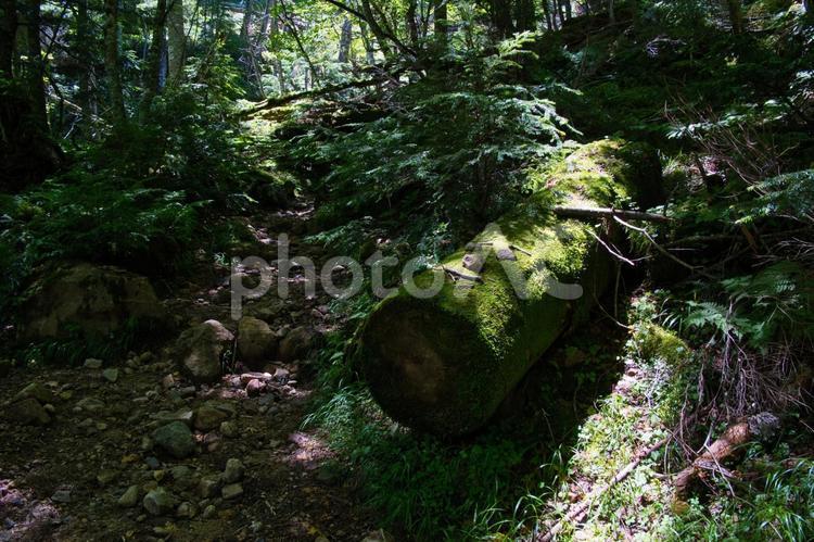 八ヶ岳の森の風景 八ヶ岳,森林,森の写真素材