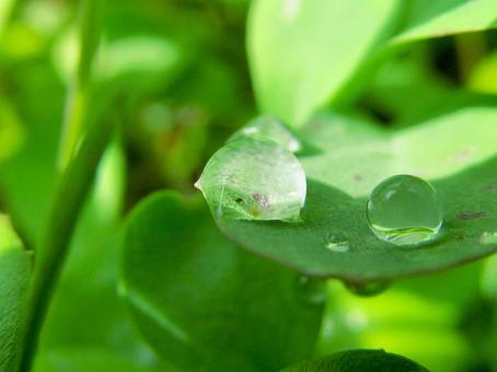 水滴と緑の葉の風景 水滴と緑の葉の風景 水滴,しずく,雨の写真素材