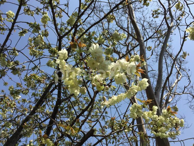 黄緑色の桜   公園,季節,屋外での写真素材